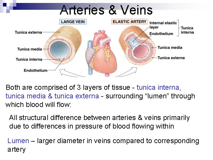 Arteries & Veins Both are comprised of 3 layers of tissue - tunica interna,