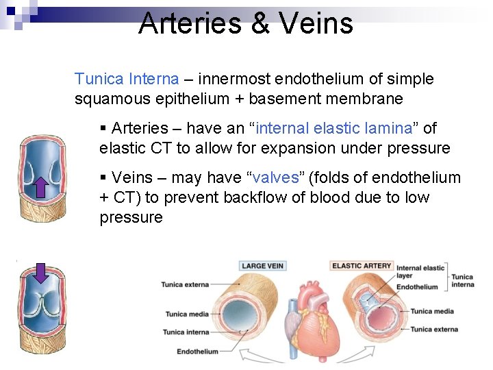 Arteries & Veins Tunica Interna – innermost endothelium of simple squamous epithelium + basement