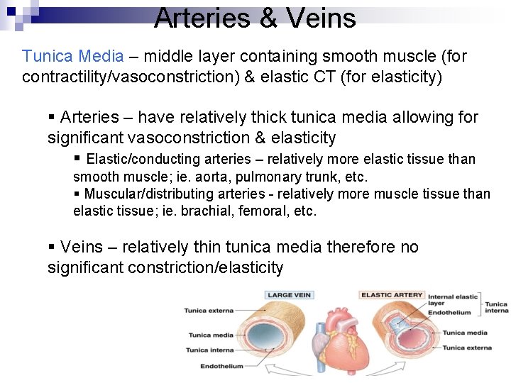 Arteries & Veins Tunica Media – middle layer containing smooth muscle (for contractility/vasoconstriction) &