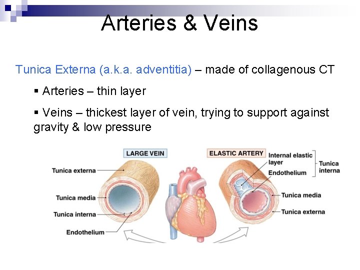 Arteries & Veins Tunica Externa (a. k. a. adventitia) – made of collagenous CT