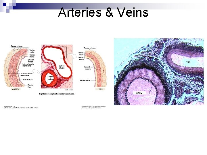 Arteries & Veins 