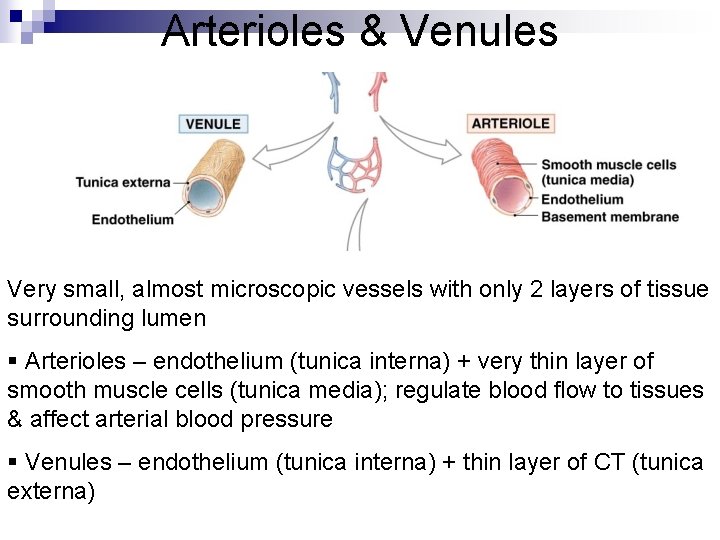 Arterioles & Venules Very small, almost microscopic vessels with only 2 layers of tissue