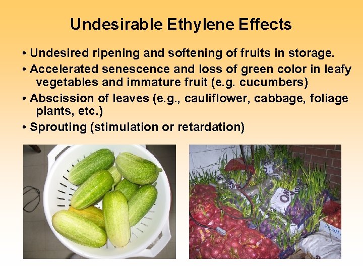 Undesirable Ethylene Effects • Undesired ripening and softening of fruits in storage. • Accelerated