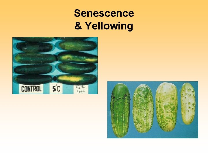 Senescence & Yellowing 