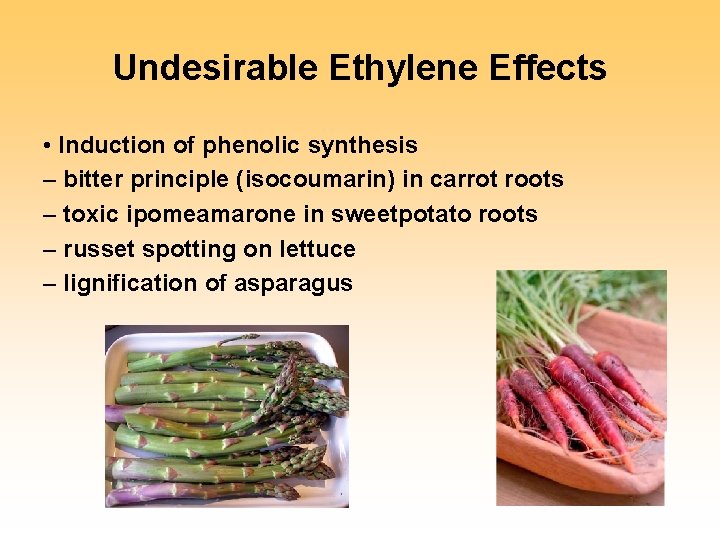 Undesirable Ethylene Effects • Induction of phenolic synthesis – bitter principle (isocoumarin) in carrot