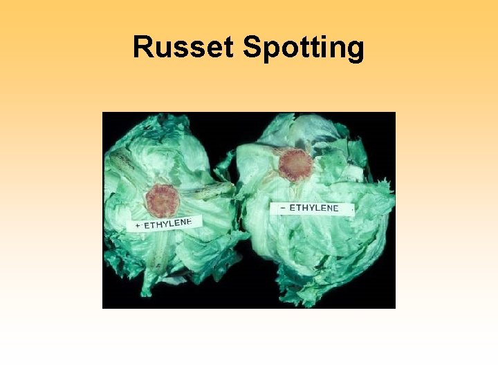 Russet Spotting 
