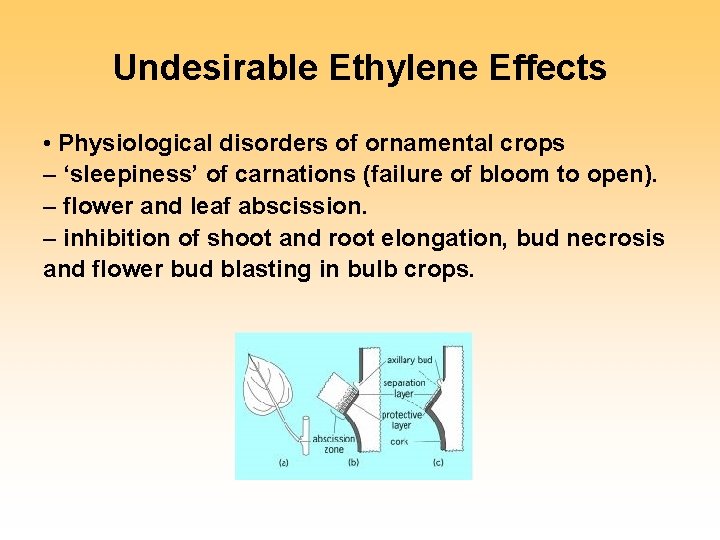 Undesirable Ethylene Effects • Physiological disorders of ornamental crops – ‘sleepiness’ of carnations (failure