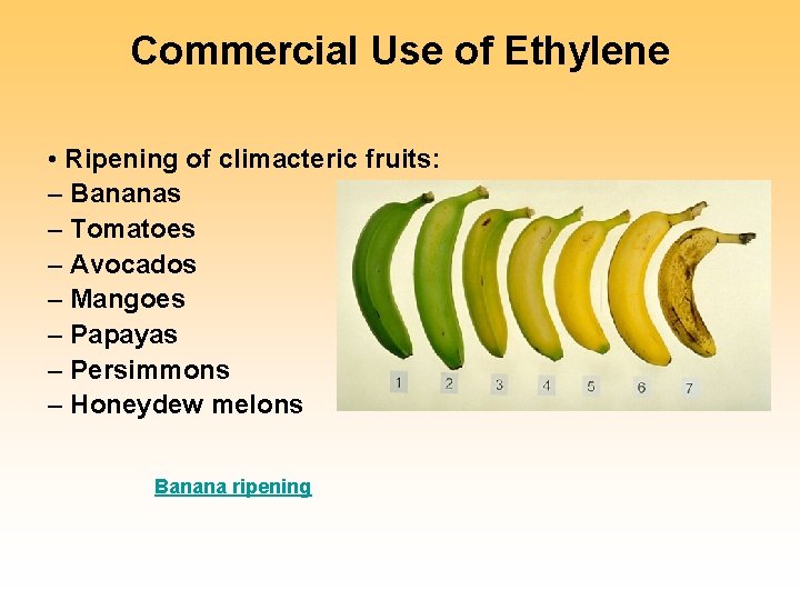 Commercial Use of Ethylene • Ripening of climacteric fruits: – Bananas – Tomatoes –