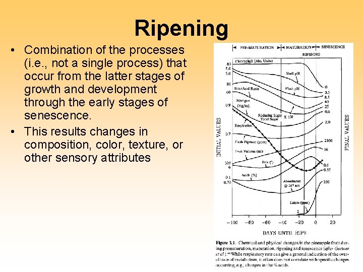 Ripening • Combination of the processes (i. e. , not a single process) that