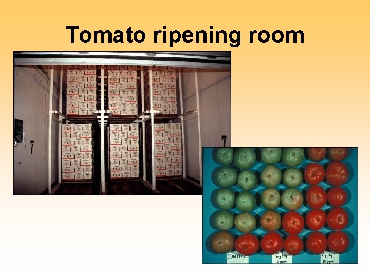 Tomato ripening room 