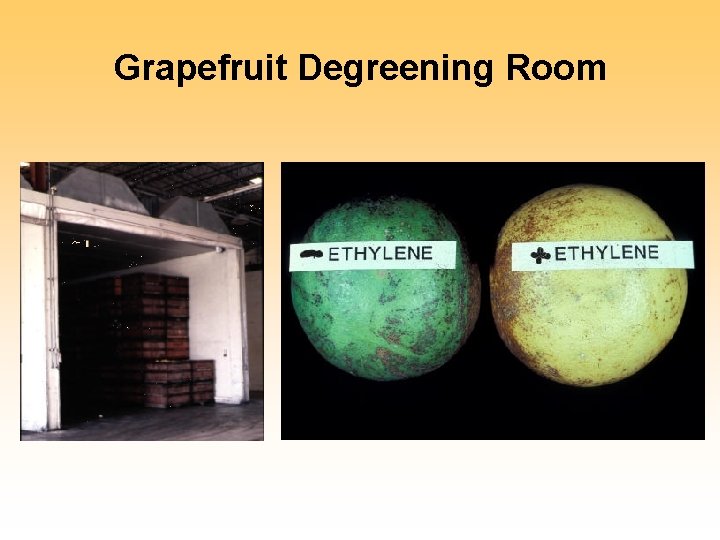 Grapefruit Degreening Room 