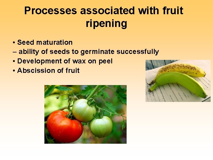 Processes associated with fruit ripening • Seed maturation – ability of seeds to germinate