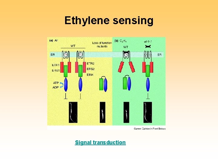 Ethylene sensing Signal transduction 