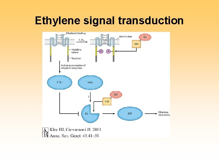 Ethylene signal transduction 
