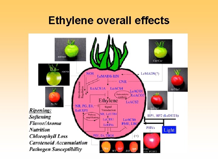 Ethylene overall effects 