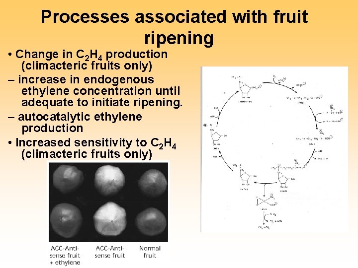 Processes associated with fruit ripening • Change in C 2 H 4 production (climacteric