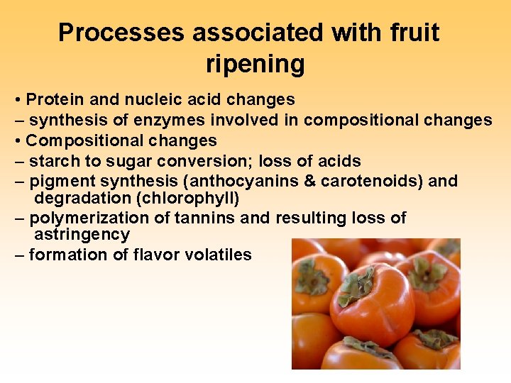Processes associated with fruit ripening • Protein and nucleic acid changes – synthesis of