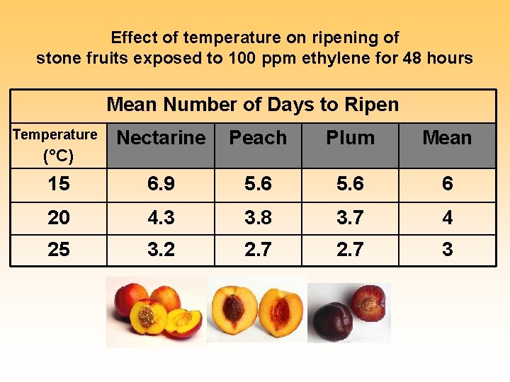 Effect of temperature on ripening of stone fruits exposed to 100 ppm ethylene for