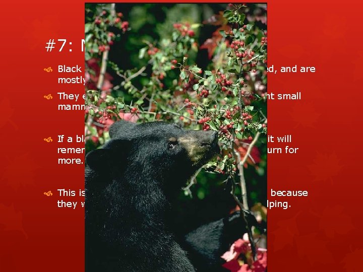 #7: Metabolism Black bears are voracious eaters, cubs included, and are mostly vegetarian. They