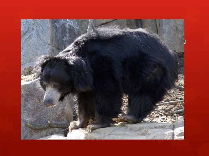 #8: Evolve Black bears, polar bears, and brown bears actually evolved from a sloth