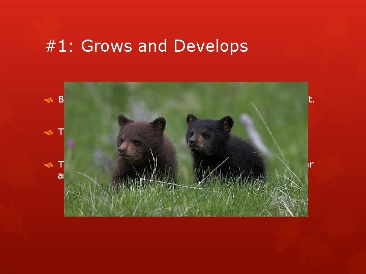 #1: Grows and Develops Black bears go through multiple stages of development. They go