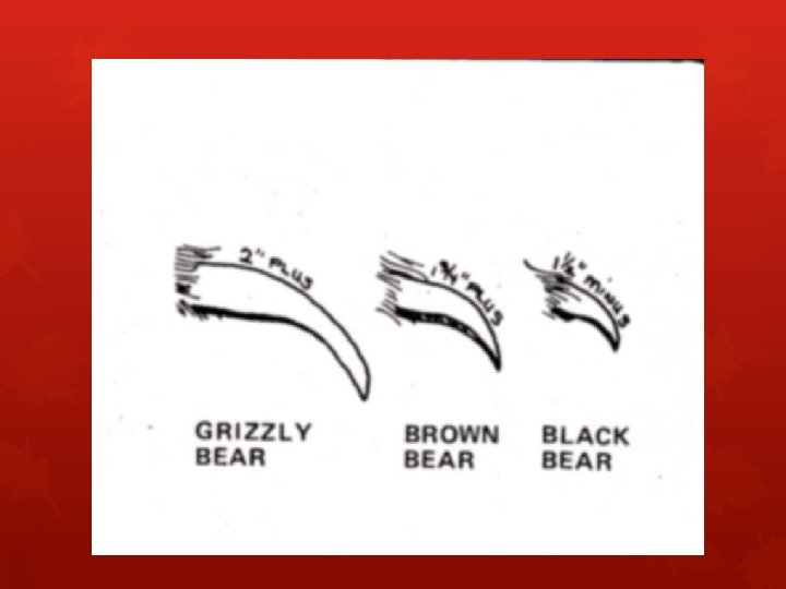 #3: Genetic Code A Black bear has 76 chromosomes. Each of those chromosomes serves