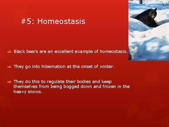 #5: Homeostasis Black bears are an excellent example of homeostasis. They go into hibernation