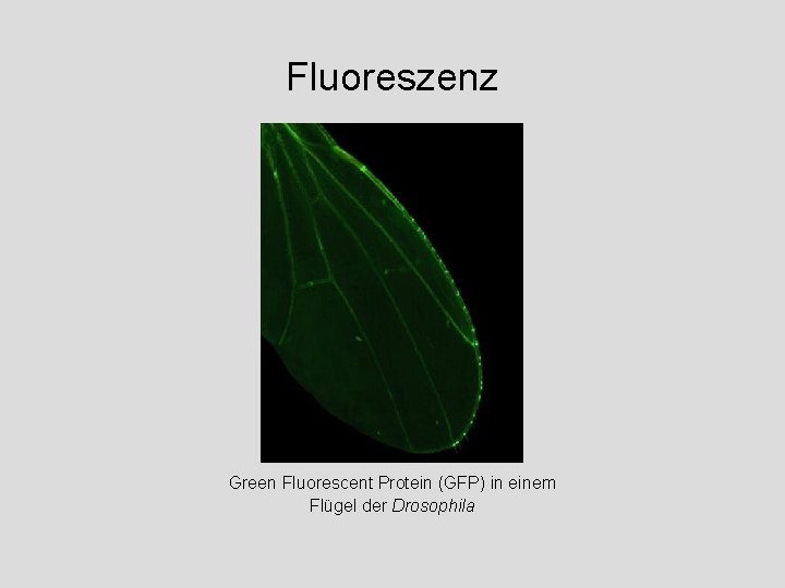 Fluoreszenz Green Fluorescent Protein (GFP) in einem Flügel der Drosophila 