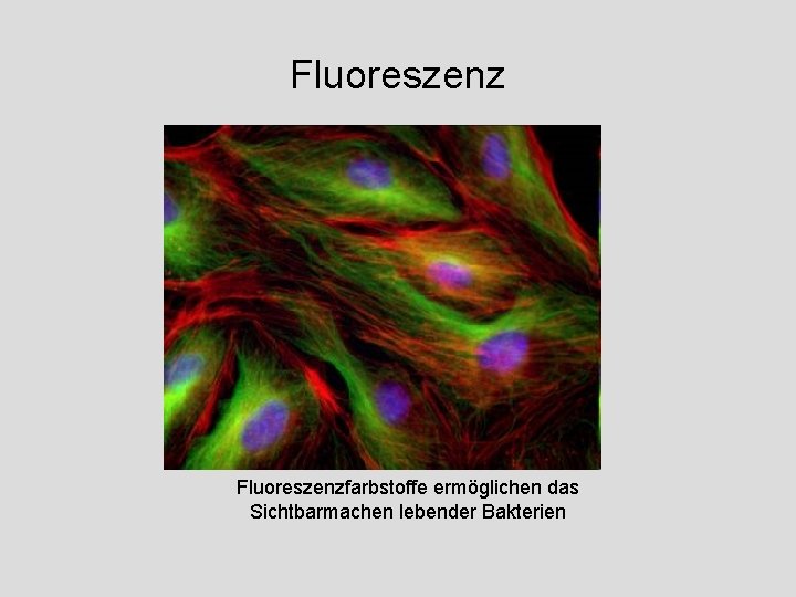 Fluoreszenzfarbstoffe ermöglichen das Sichtbarmachen lebender Bakterien 