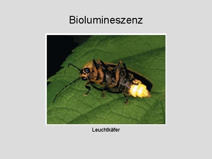 Biolumineszenz Leuchtkäfer 