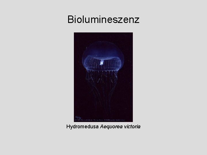 Biolumineszenz Hydromedusa Aequorea victoria 