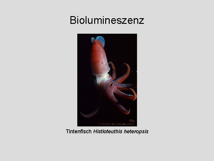 Biolumineszenz Tintenfisch Histioteuthis heteropsis 