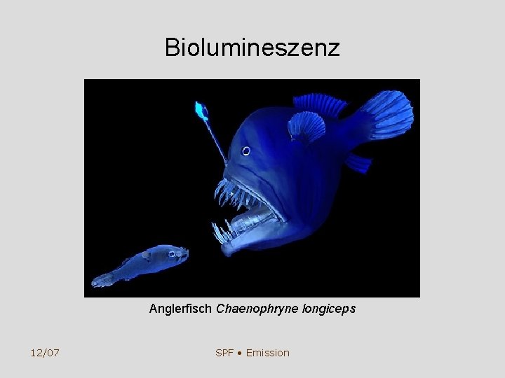 Biolumineszenz Anglerfisch Chaenophryne longiceps 12/07 SPF • Emission 