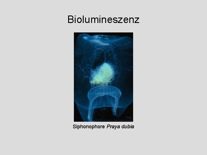 Biolumineszenz Siphonophore Praya dubia 