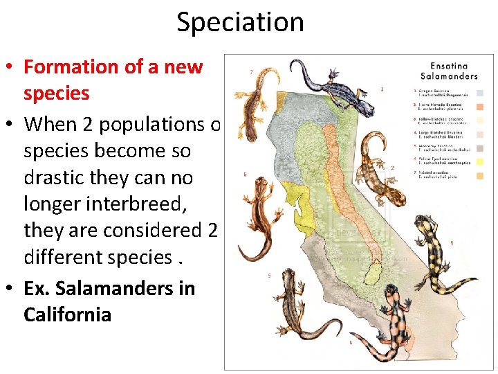 Speciation • Formation of a new species • When 2 populations of species become