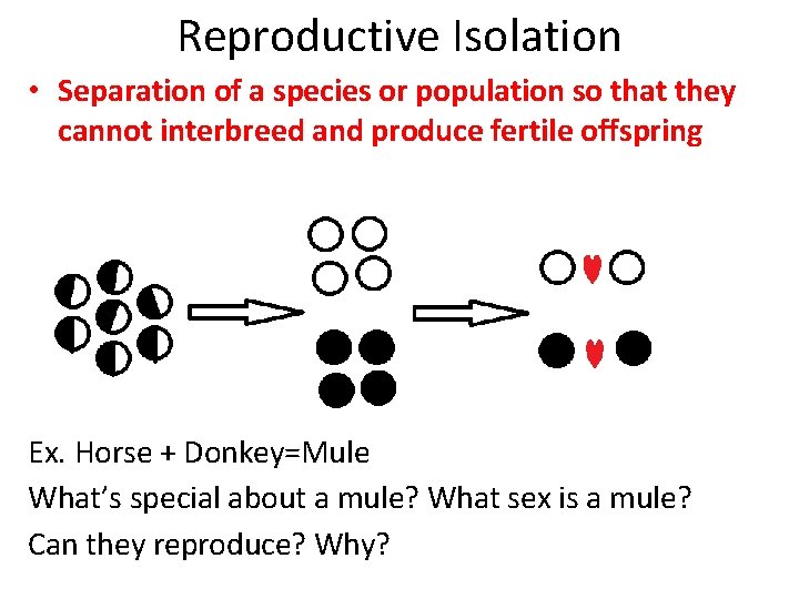 Reproductive Isolation • Separation of a species or population so that they cannot interbreed