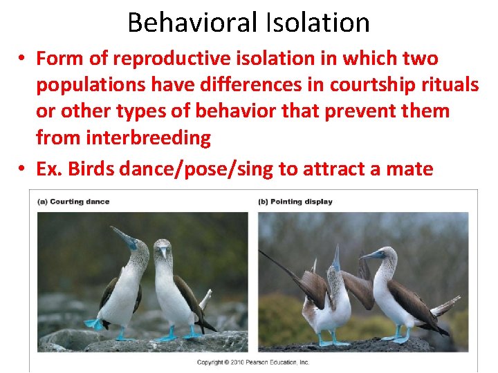 Behavioral Isolation • Form of reproductive isolation in which two populations have differences in