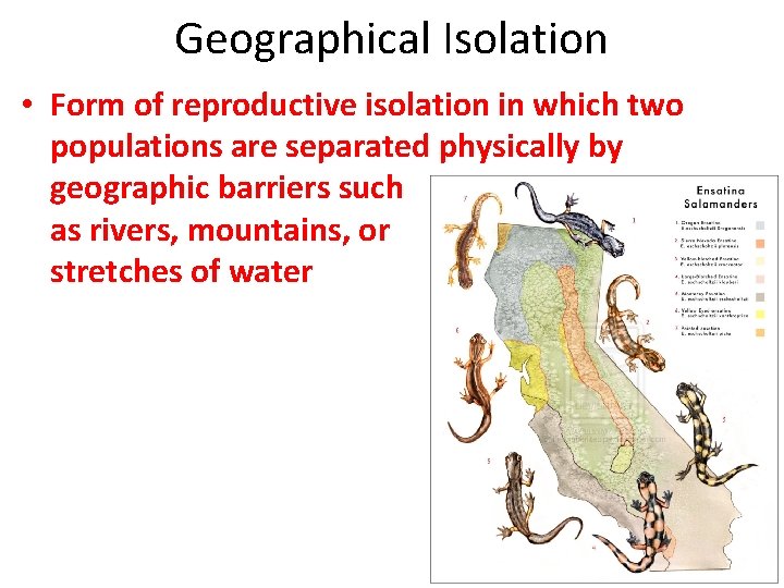 Geographical Isolation • Form of reproductive isolation in which two populations are separated physically