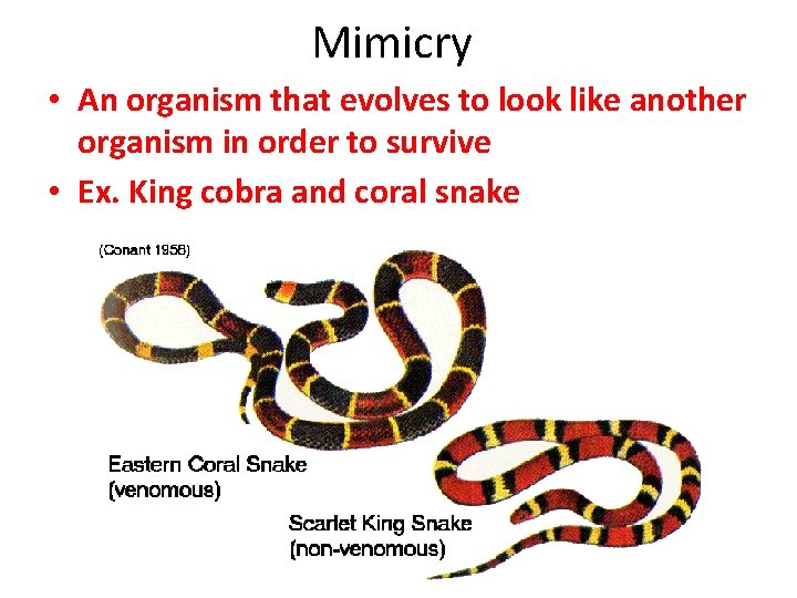 Mimicry • An organism that evolves to look like another organism in order to
