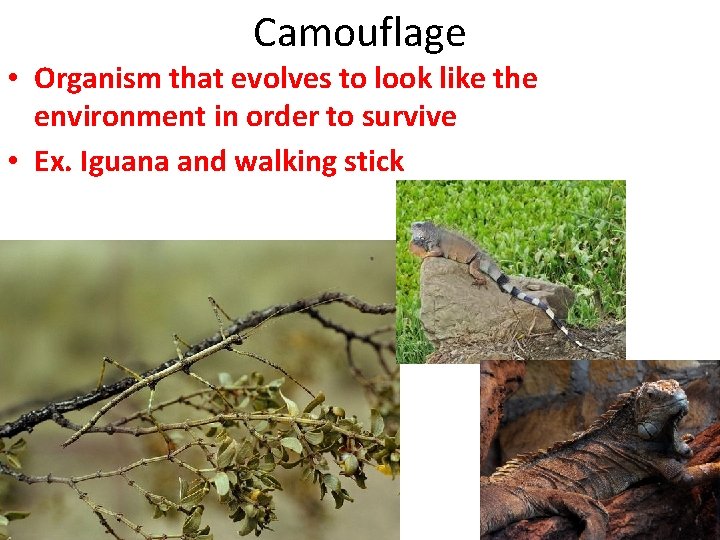 Camouflage • Organism that evolves to look like the environment in order to survive