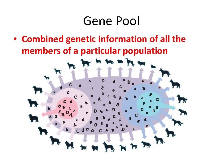 Gene Pool • Combined genetic information of all the members of a particular population