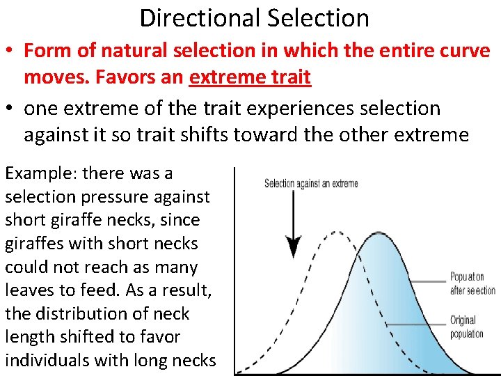 Directional Selection • Form of natural selection in which the entire curve moves. Favors