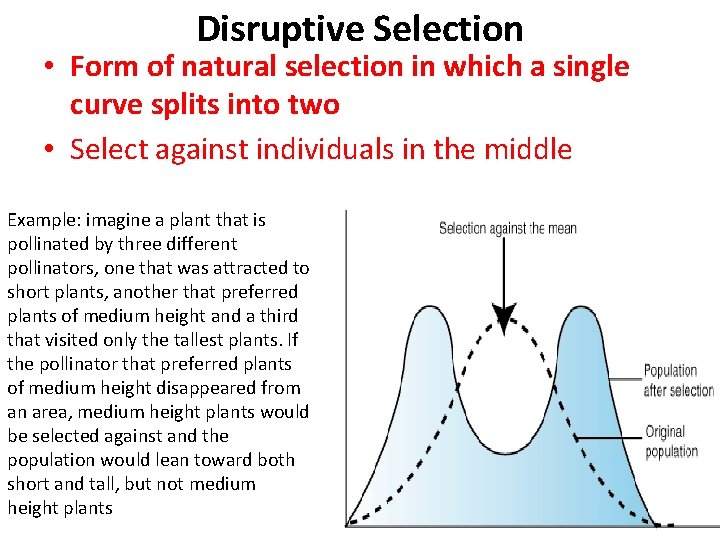 Disruptive Selection • Form of natural selection in which a single curve splits into