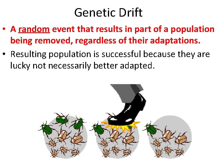 Genetic Drift • A random event that results in part of a population being