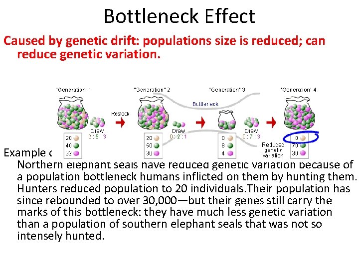 Bottleneck Effect Caused by genetic drift: populations size is reduced; can reduce genetic variation.