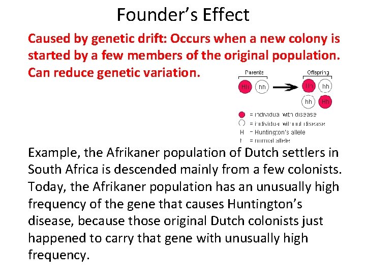 Founder’s Effect Caused by genetic drift: Occurs when a new colony is started by