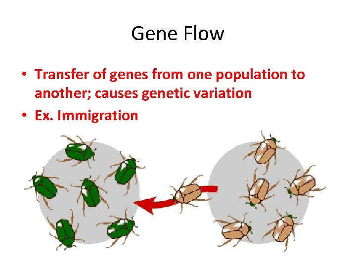 Gene Flow • Transfer of genes from one population to another; causes genetic variation