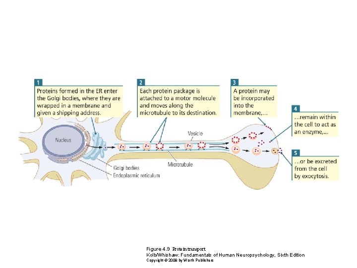 Figure 4. 9 Protein transport Kolb/Whishaw: Fundamentals of Human Neuropsychology, Sixth Edition Copyright ©