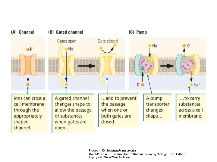 Figure 4. 10 Transmembrane proteins Kolb/Whishaw: Fundamentals of Human Neuropsychology, Sixth Edition Copyright ©