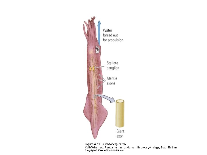 Figure 4. 11 Laboratory specimen Kolb/Whishaw: Fundamentals of Human Neuropsychology, Sixth Edition Copyright ©